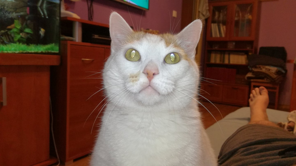 Włocławianie świętują Dzień Kota