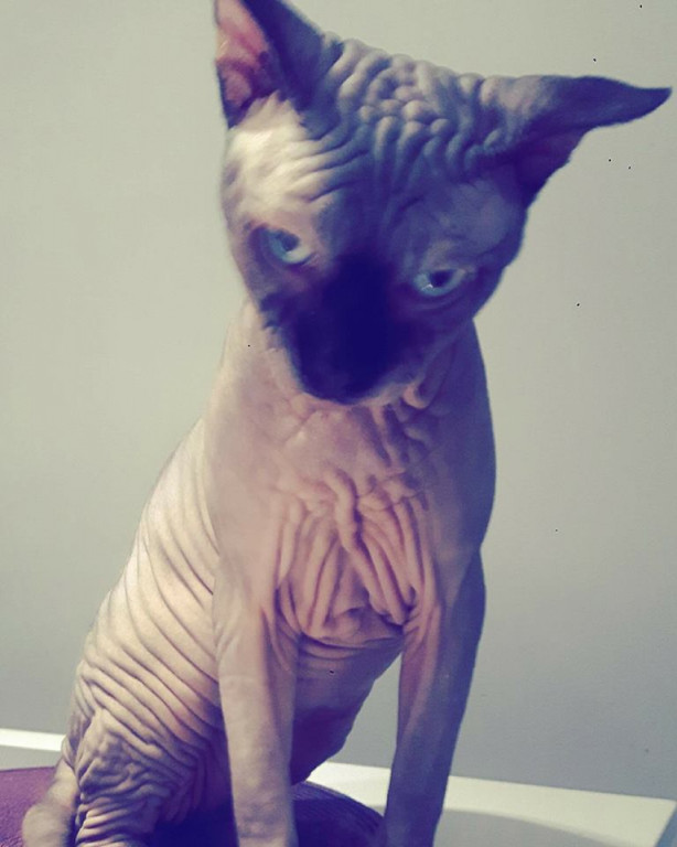Włocławianie świętują Dzień Kota