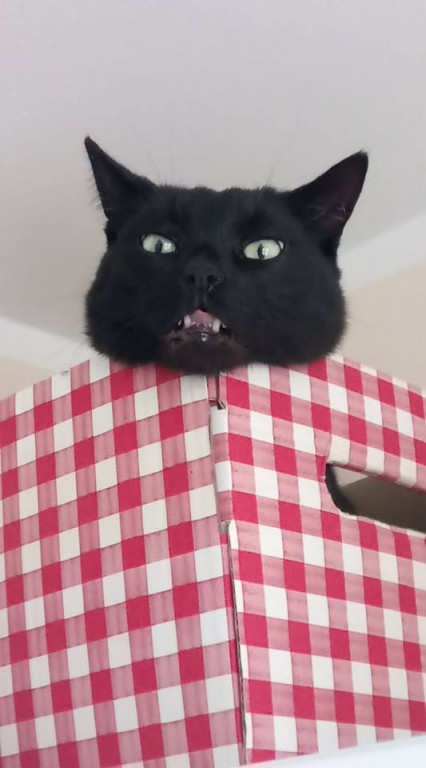Włocławianie świętują Dzień Kota