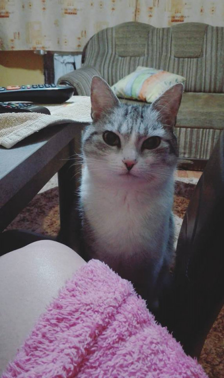 Włocławianie świętują Dzień Kota
