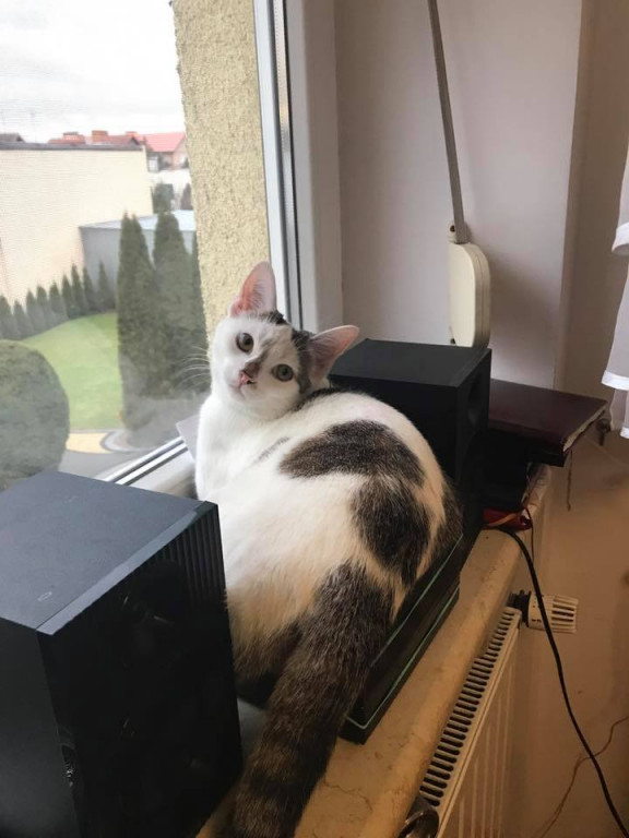 Włocławianie świętują Dzień Kota