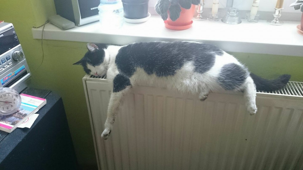 Włocławianie świętują Dzień Kota