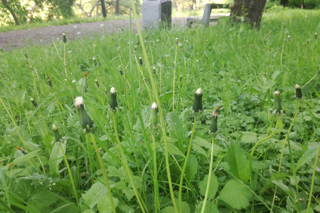 Park zarośnięty i zaniedbany. Dlaczego?