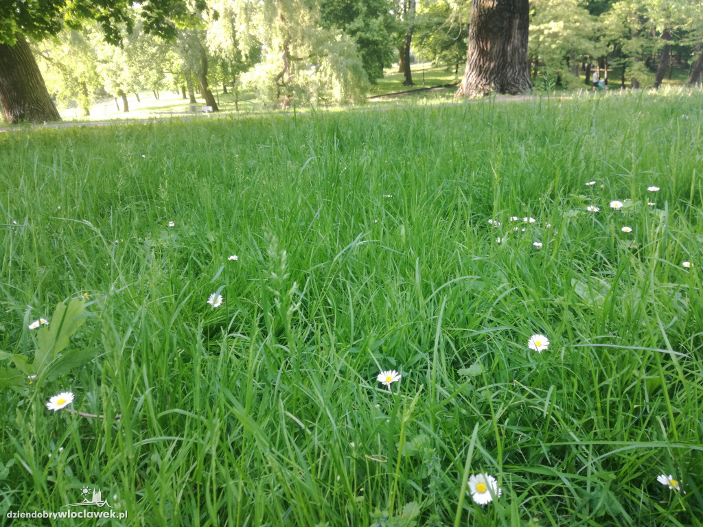 Park zarośnięty i zaniedbany. Dlaczego?