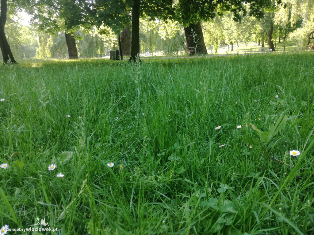 Park zarośnięty i zaniedbany. Dlaczego?