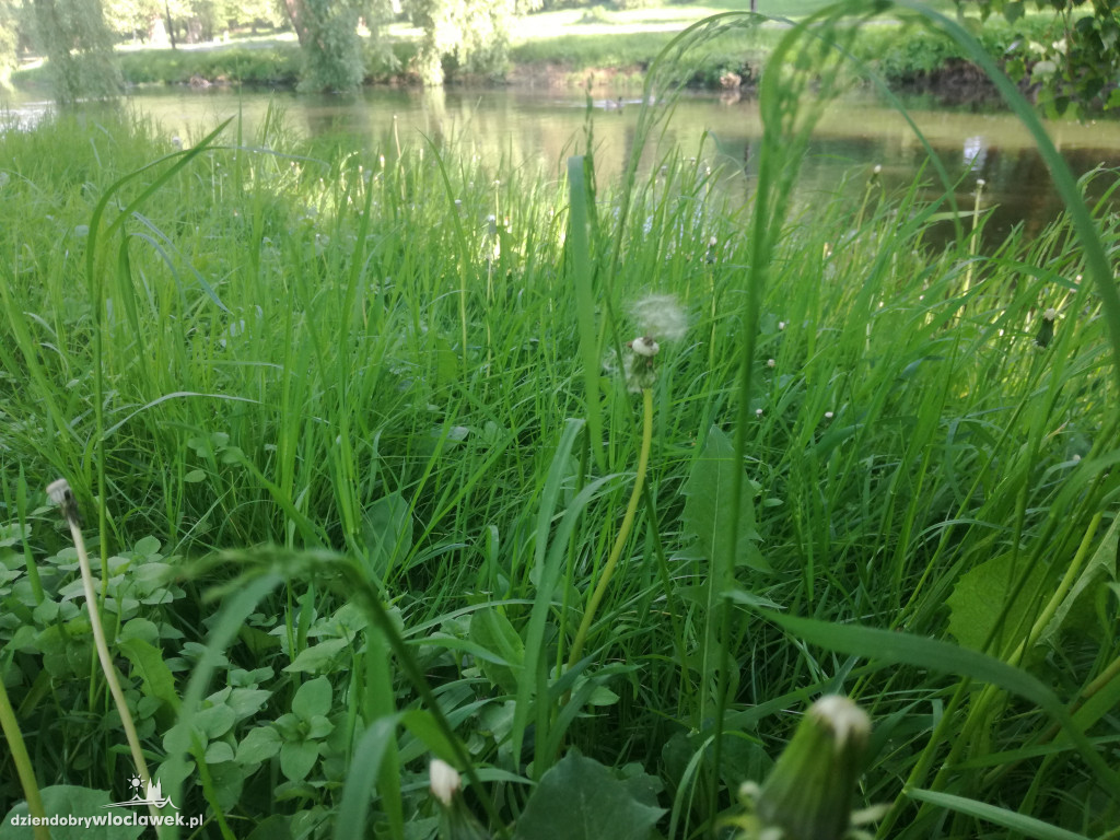 Park zarośnięty i zaniedbany. Dlaczego?