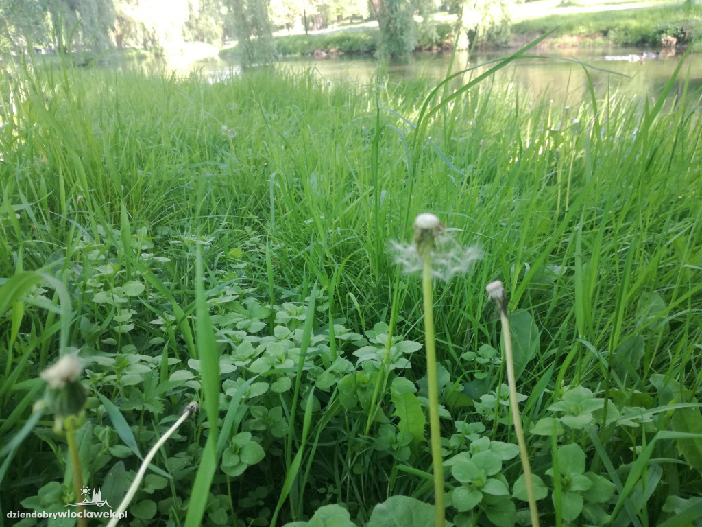 Park zarośnięty i zaniedbany. Dlaczego?