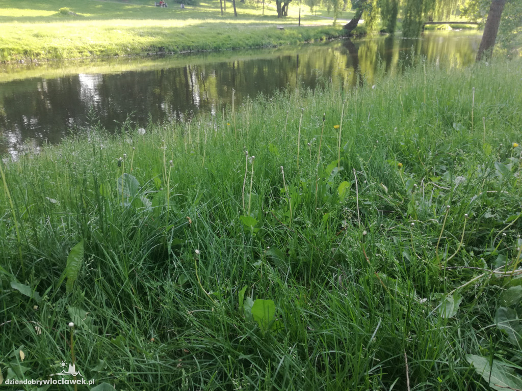 Park zarośnięty i zaniedbany. Dlaczego?