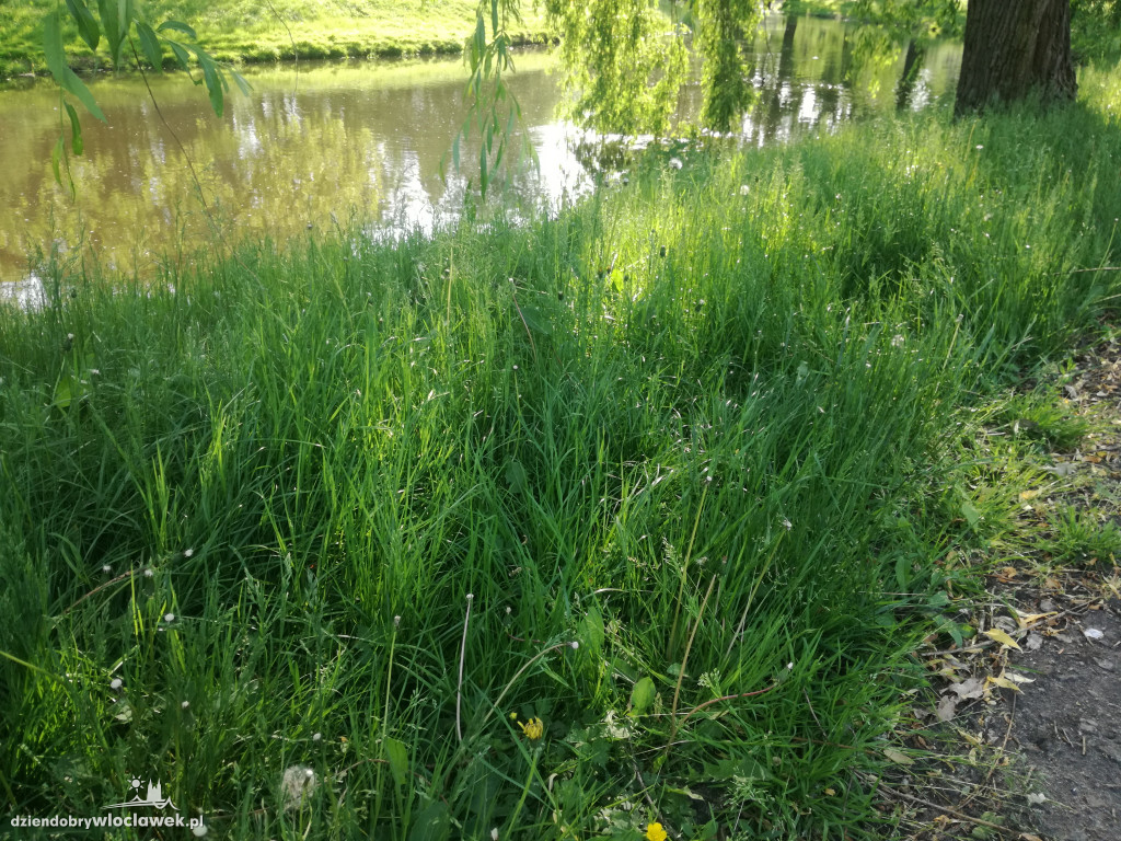 Park zarośnięty i zaniedbany. Dlaczego?