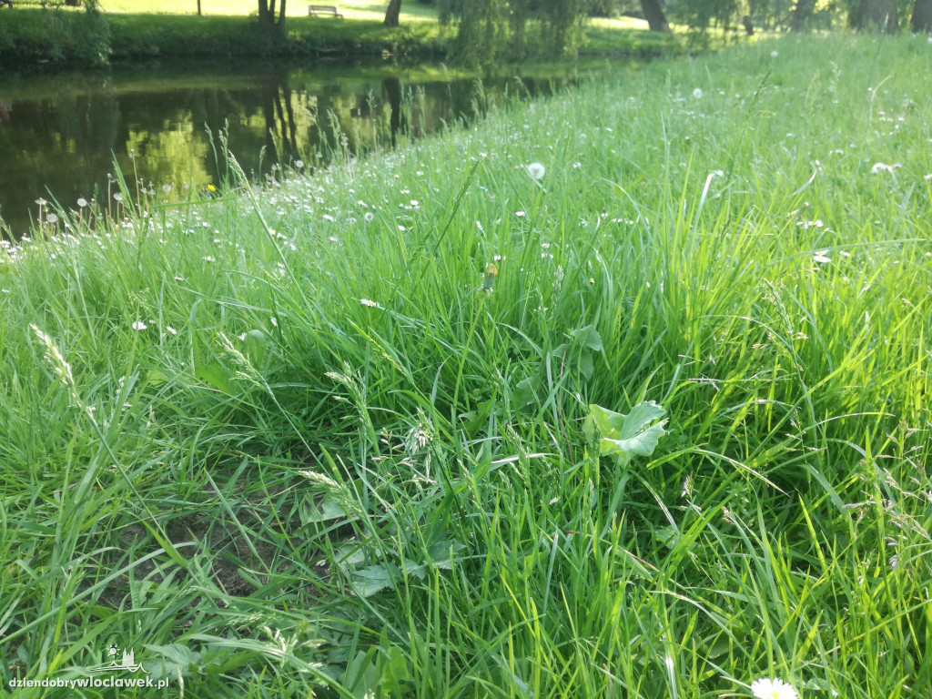 Park zarośnięty i zaniedbany. Dlaczego?