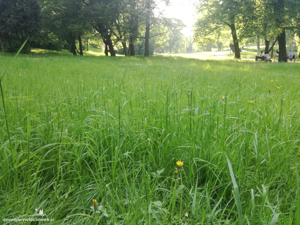 Park zarośnięty i zaniedbany. Dlaczego?