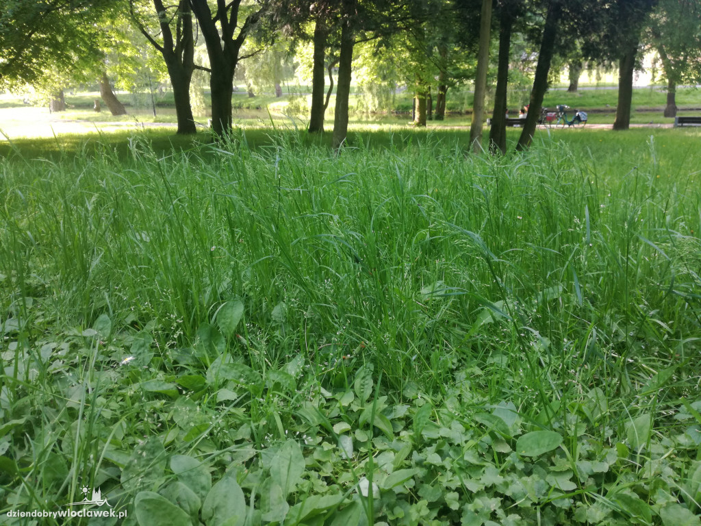 Park zarośnięty i zaniedbany. Dlaczego?