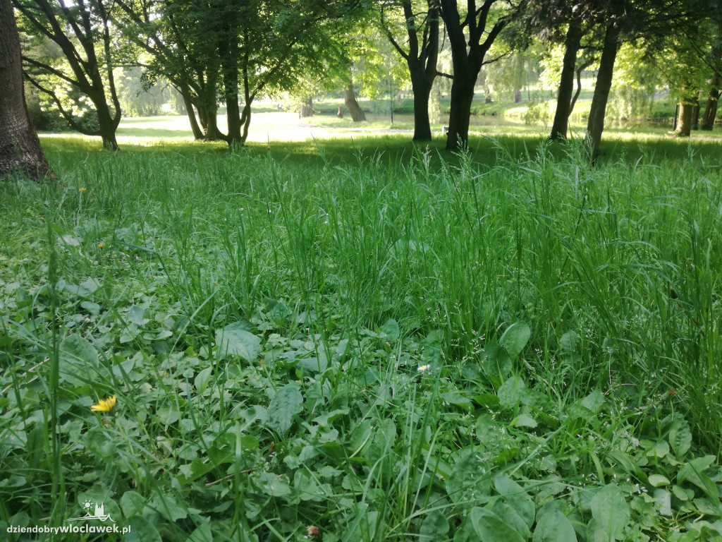 Park zarośnięty i zaniedbany. Dlaczego?