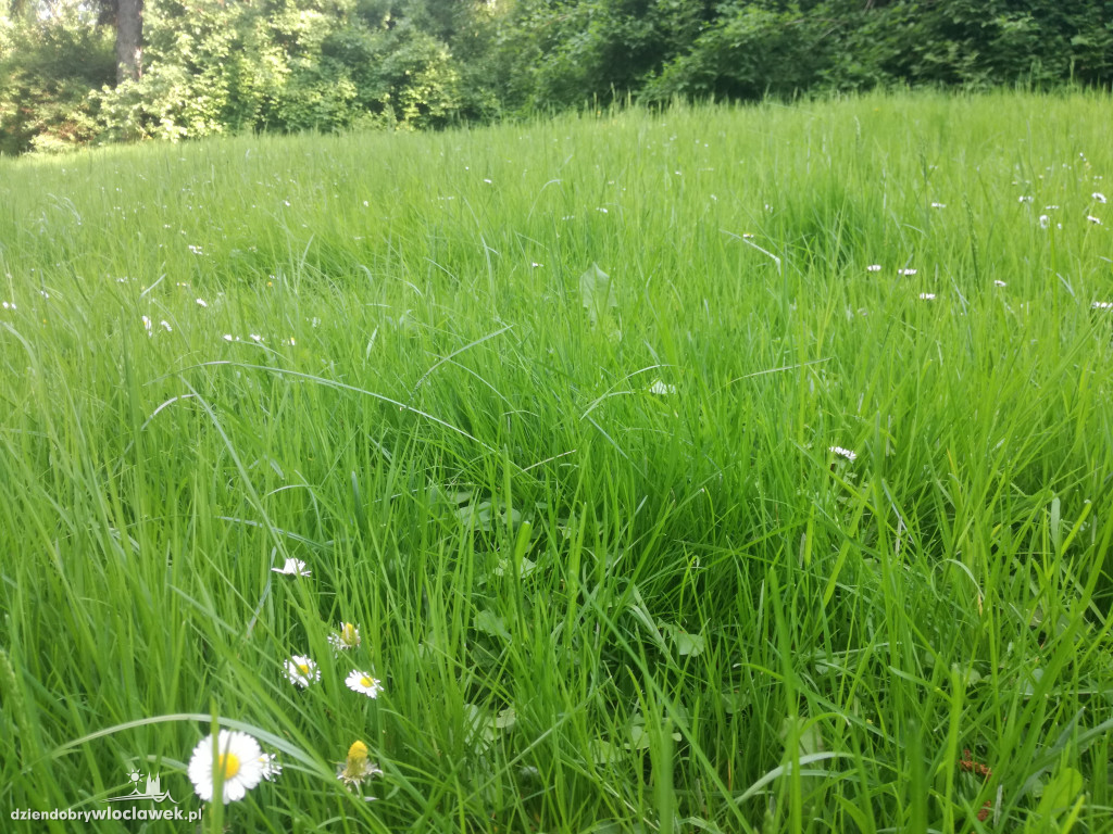 Park zarośnięty i zaniedbany. Dlaczego?