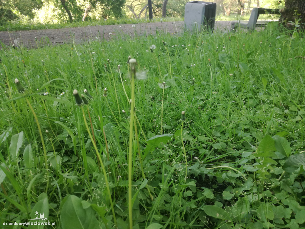 Park zarośnięty i zaniedbany. Dlaczego?