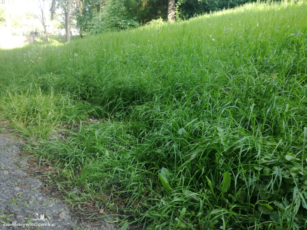 Park zarośnięty i zaniedbany. Dlaczego?