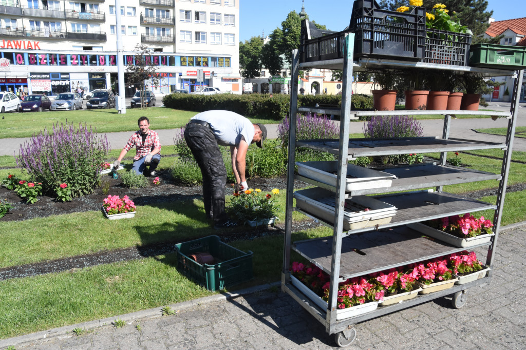 Wysadzanie kwiatów na placu Wolności