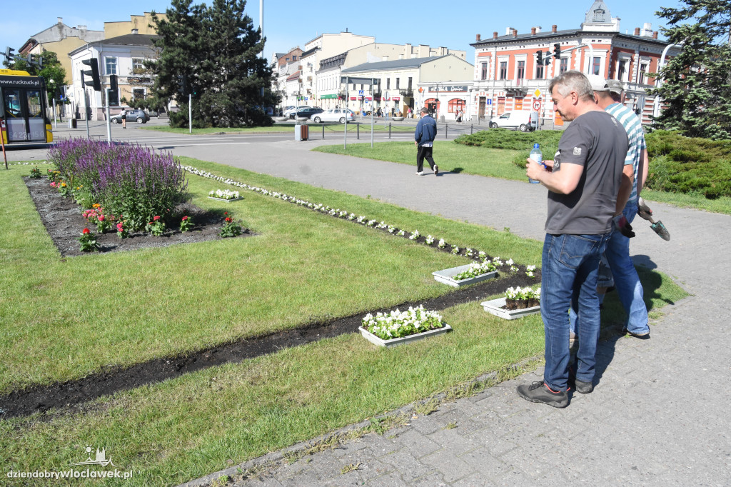 Wysadzanie kwiatów na placu Wolności