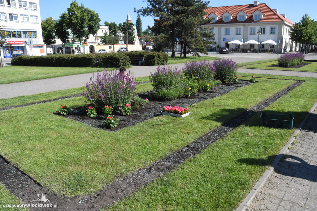 Wysadzanie kwiatów na placu Wolności