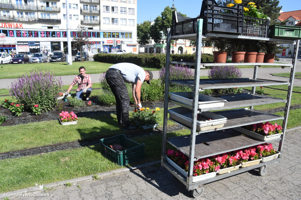 Wysadzanie kwiatów na placu Wolności