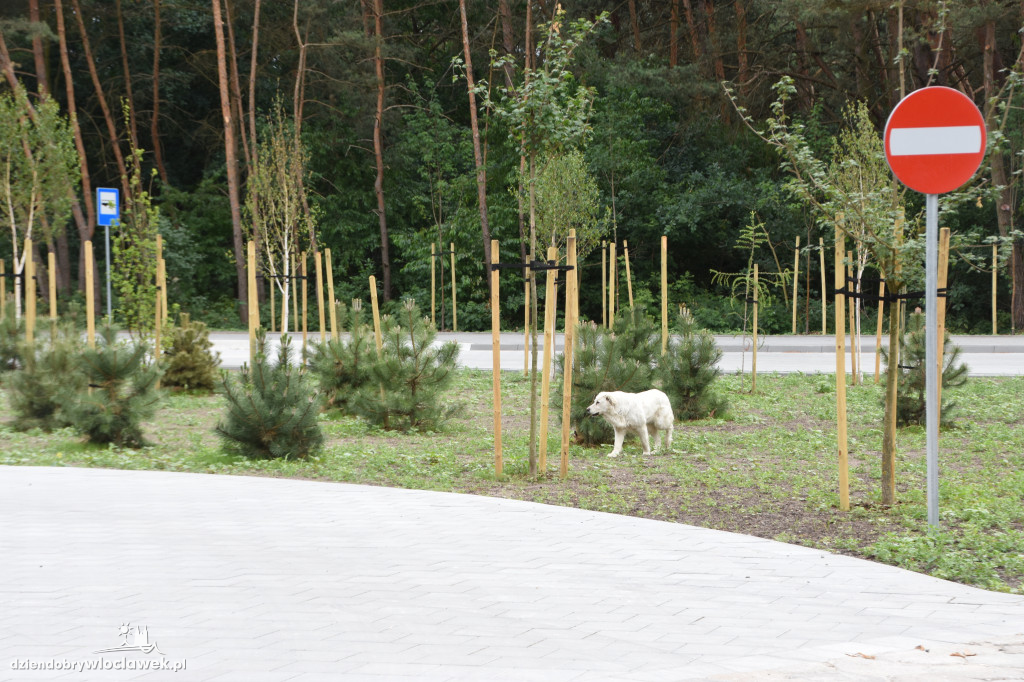 Nowa pętla MPK za 0,6 mln zł