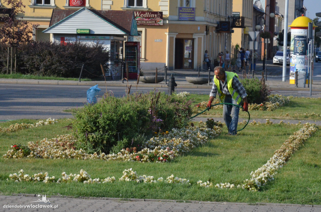 Zaniedbana zieleń na placu Wolności