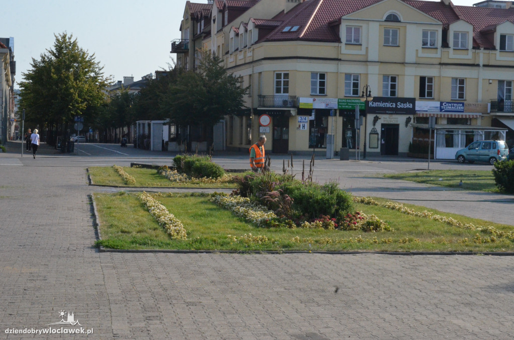 Zaniedbana zieleń na placu Wolności