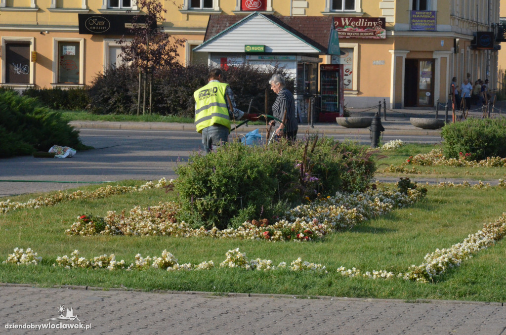 Zaniedbana zieleń na placu Wolności