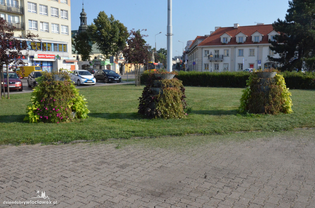 Zaniedbana zieleń na placu Wolności