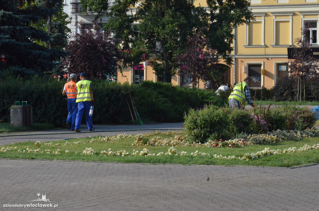 Zaniedbana zieleń na placu Wolności