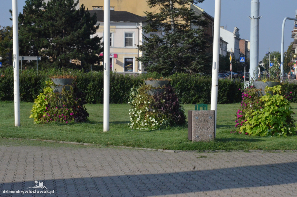 Zaniedbana zieleń na placu Wolności