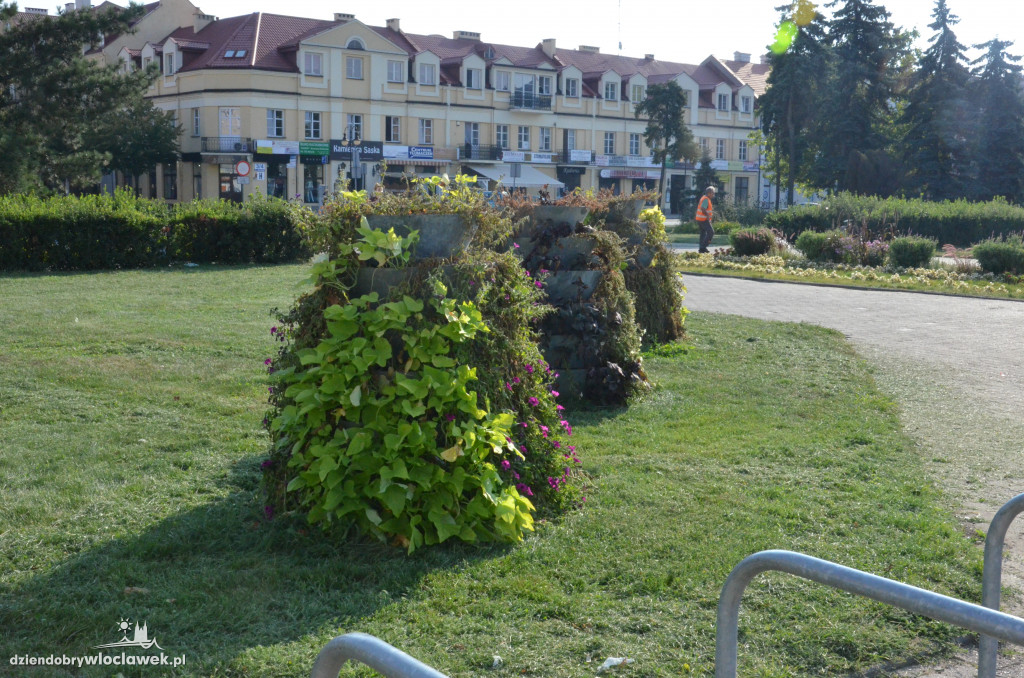 Zaniedbana zieleń na placu Wolności