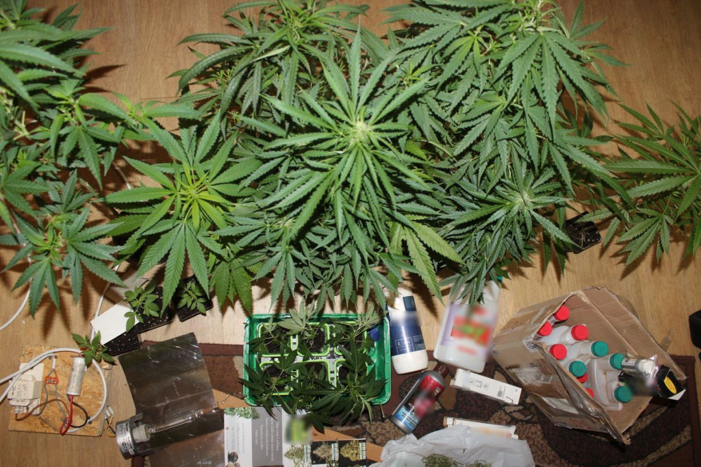 Miał w domu plantację marihuany