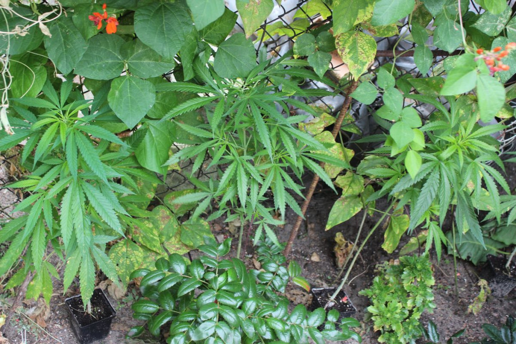 Miał w domu plantację marihuany