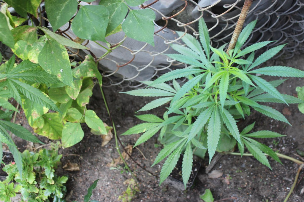 Miał w domu plantację marihuany