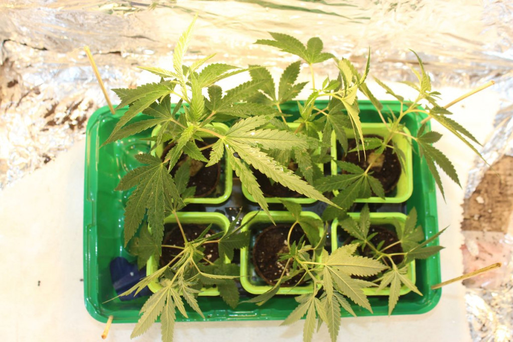 Miał w domu plantację marihuany
