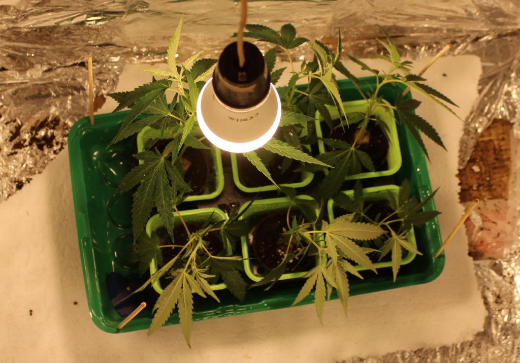 Miał w domu plantację marihuany