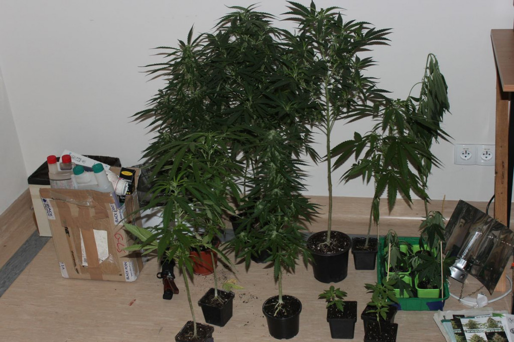 Miał w domu plantację marihuany