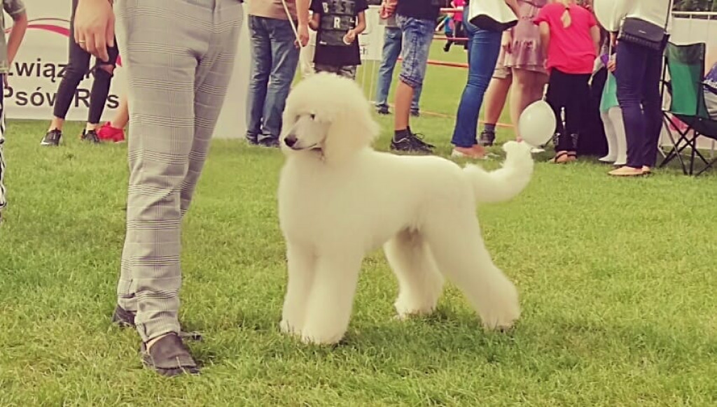 Poznaj zwierzaki włocławian
