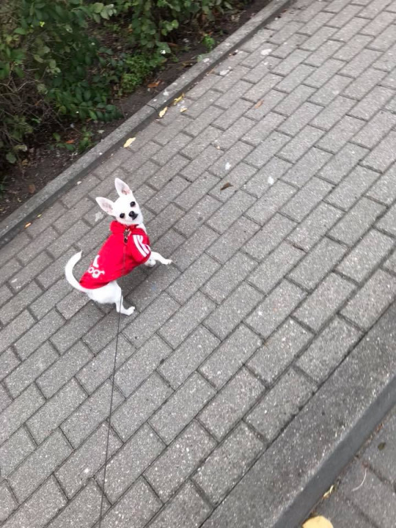 Poznaj zwierzaki włocławian