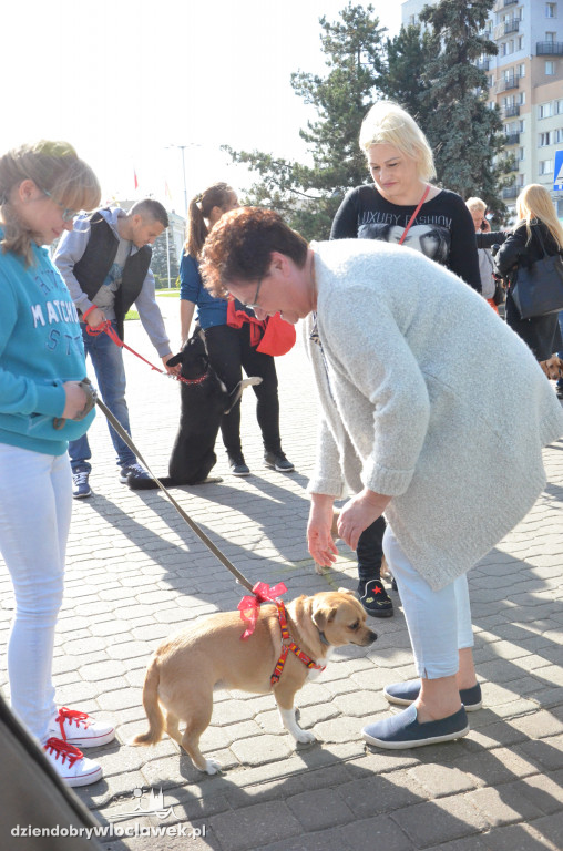 Światowy Dzień Zwierząt we Włocławku