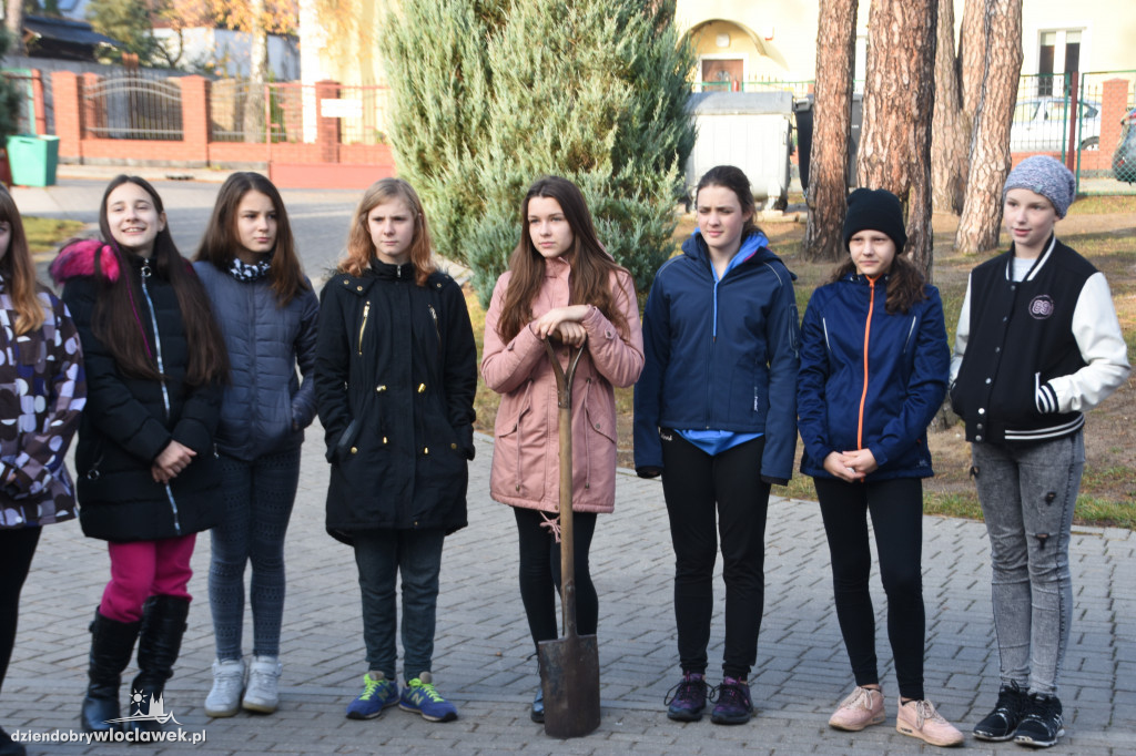 Posadzili drzewa wokół SP 19