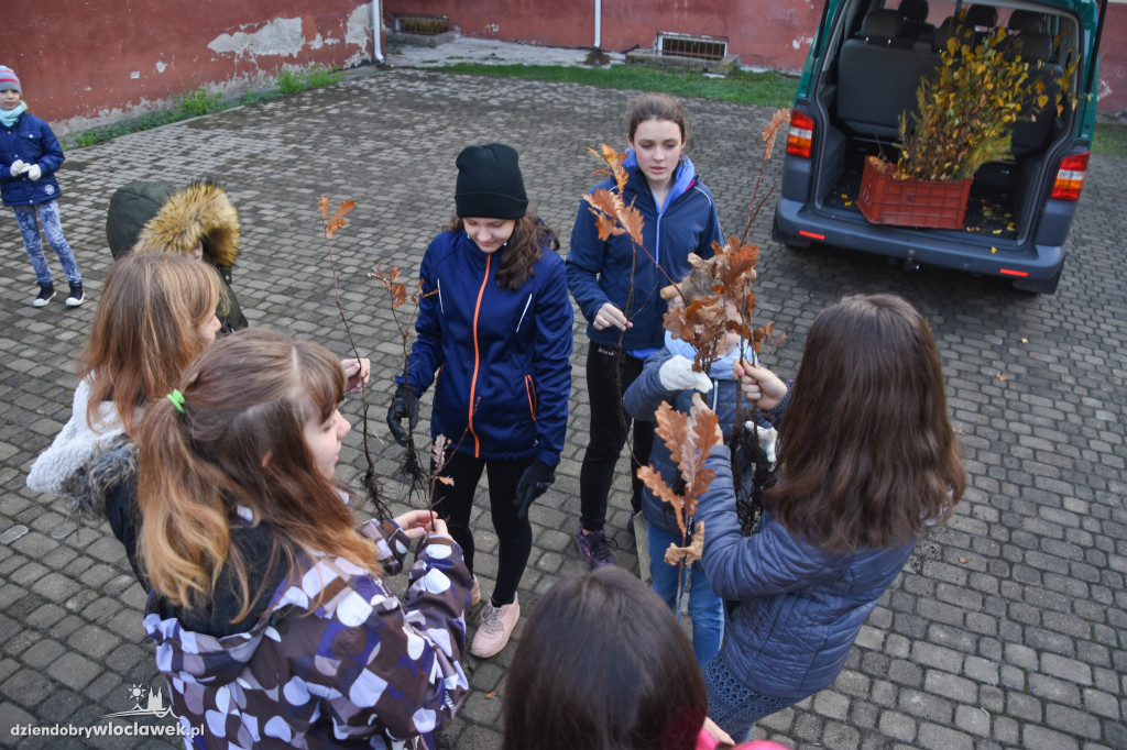 Posadzili drzewa wokół SP 19