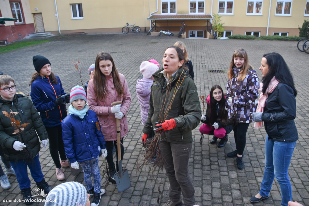 Posadzili drzewa wokół SP 19