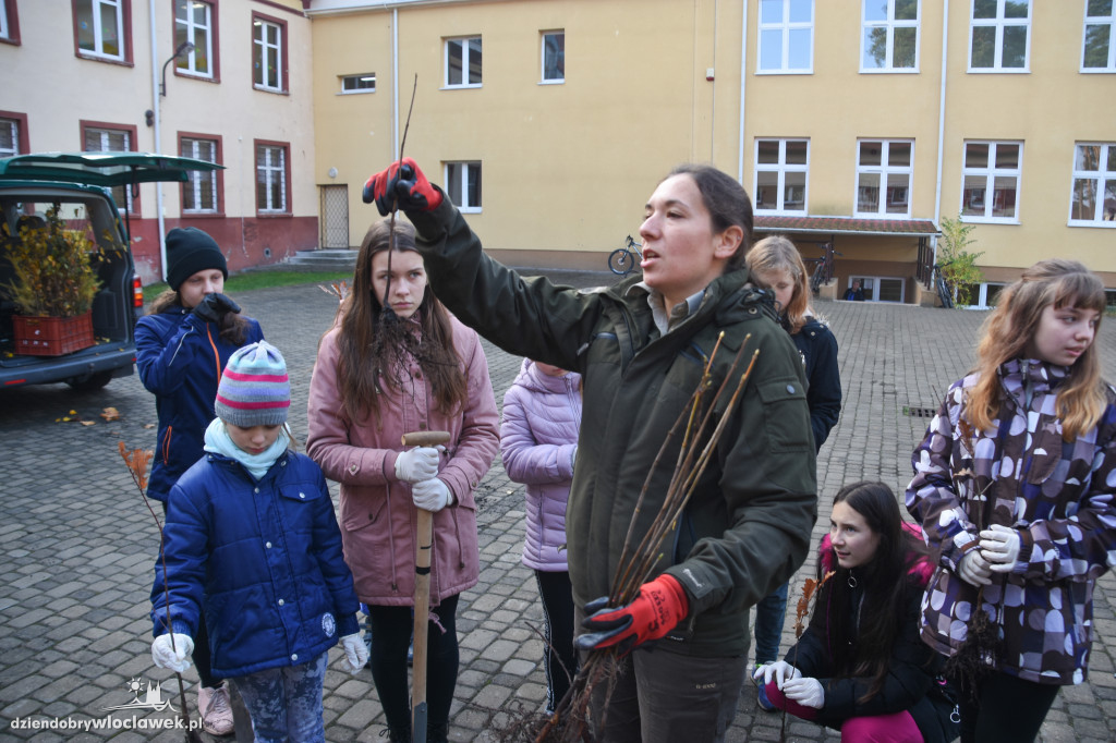 Posadzili drzewa wokół SP 19