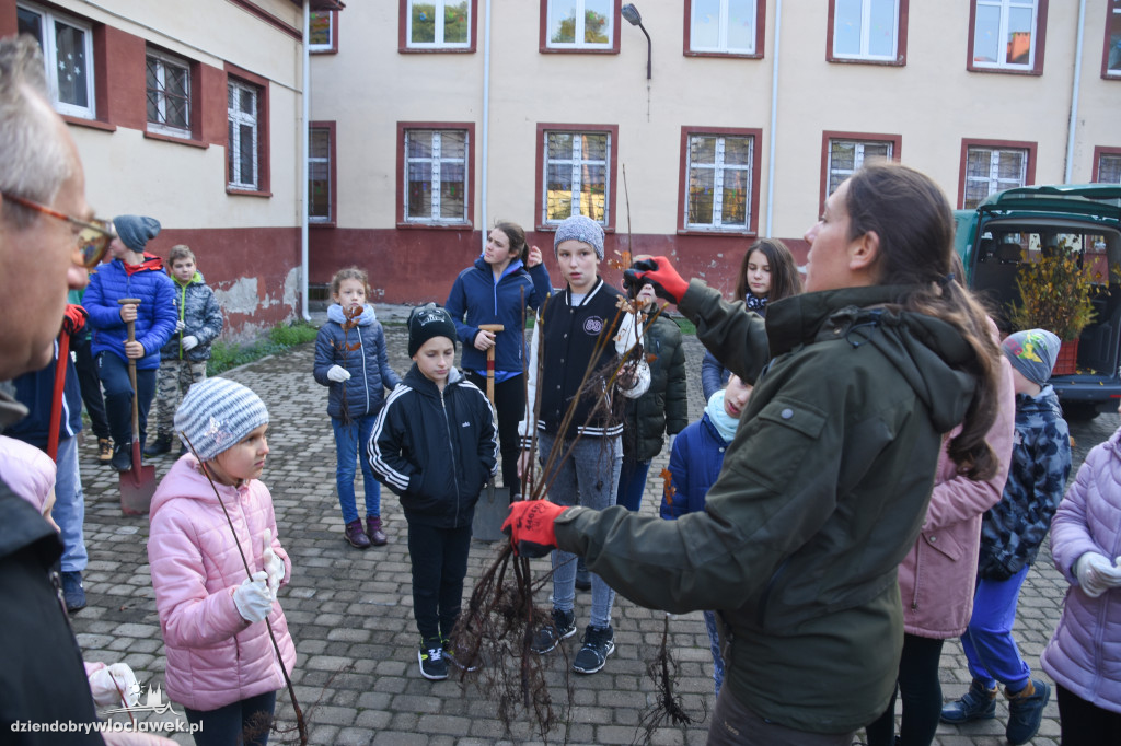 Posadzili drzewa wokół SP 19