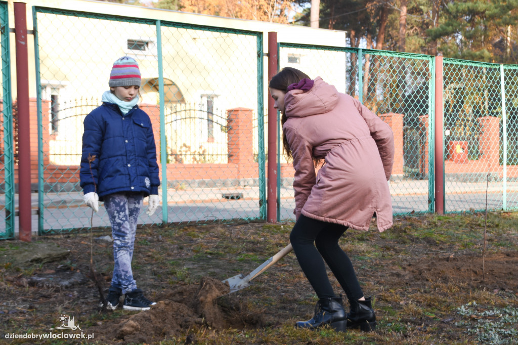 Posadzili drzewa wokół SP 19
