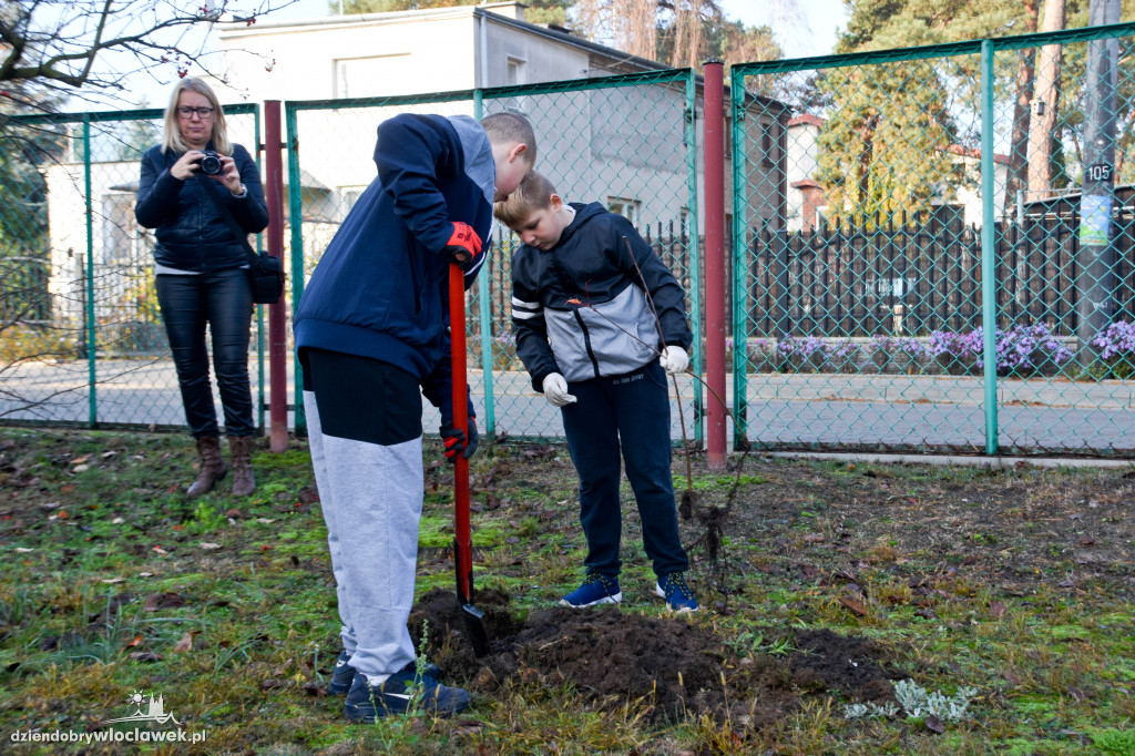 Posadzili drzewa wokół SP 19