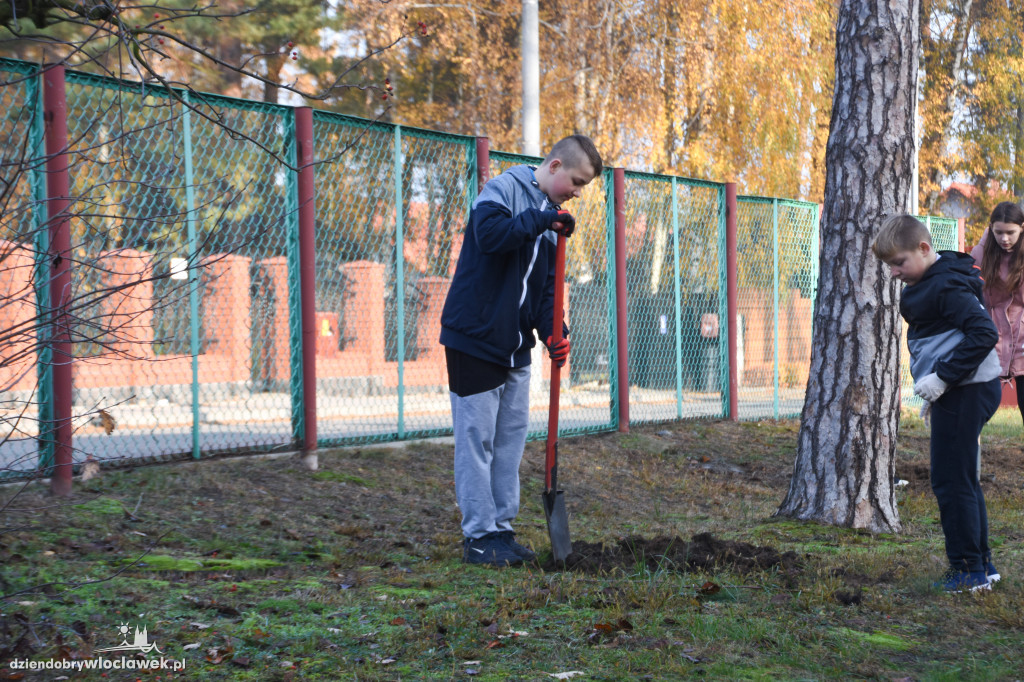 Posadzili drzewa wokół SP 19