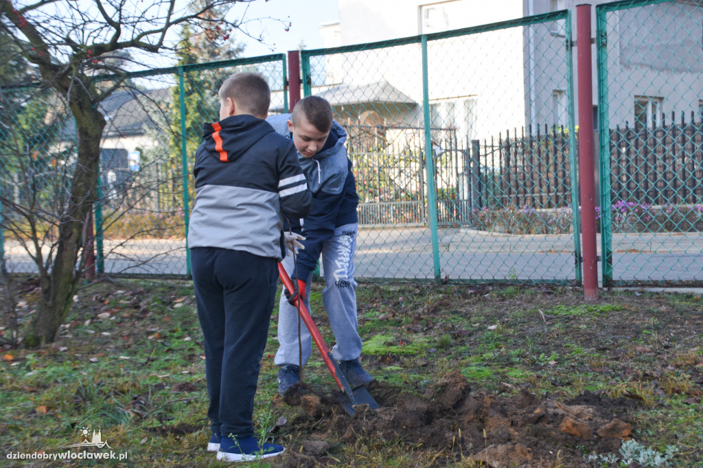 Posadzili drzewa wokół SP 19